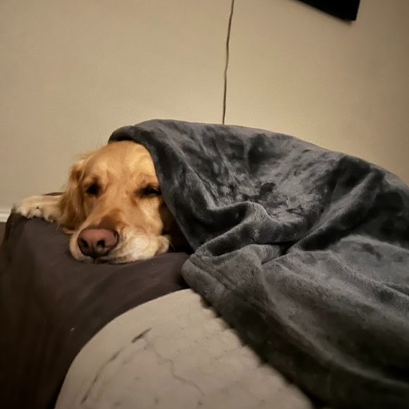 Other - THANKS FOR VIEWING MY CLOSET! YOUR REWARD IS ONE SNOOZY GOLDERN RETRIEVER PIC